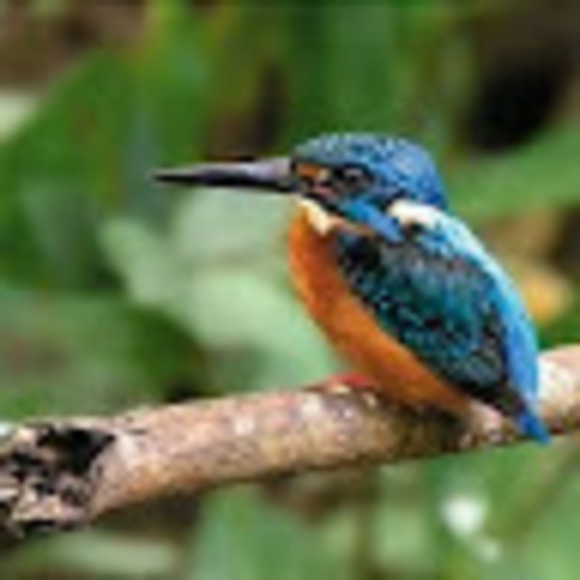 Meet your Posher, Jennifer - Picture 1 of 1